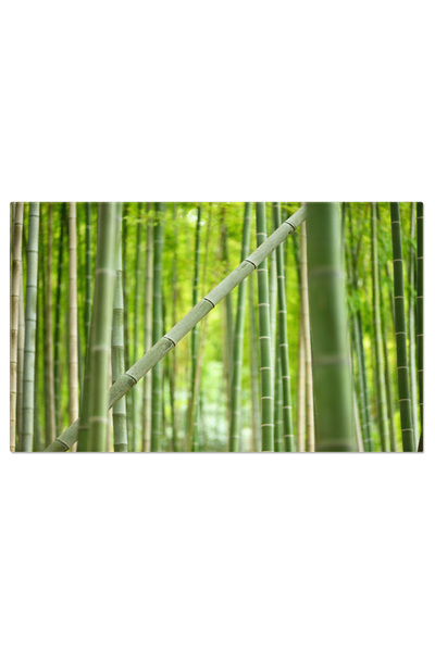 StoryGift Romania Tablou Canvas Planta Singuratica De Bambus, O Crestere Neobisnuita In Toate Directiile, Un Elem