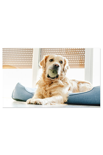 StoryGift Romania Tablou Canvas Golden Retriever Relaxat In Casa Acasa, Atmos...