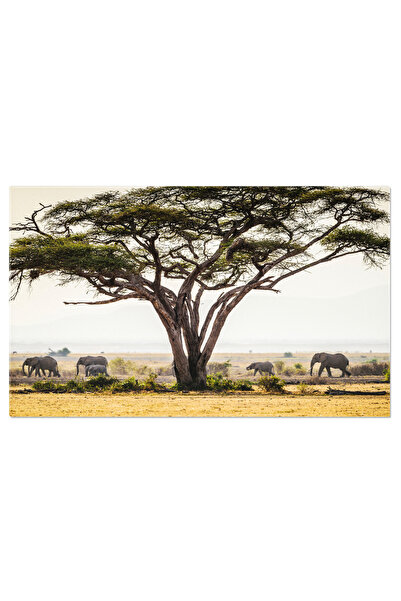 StoryGift Romania Tablou Canvas: Elefantii Din Africa De Sud