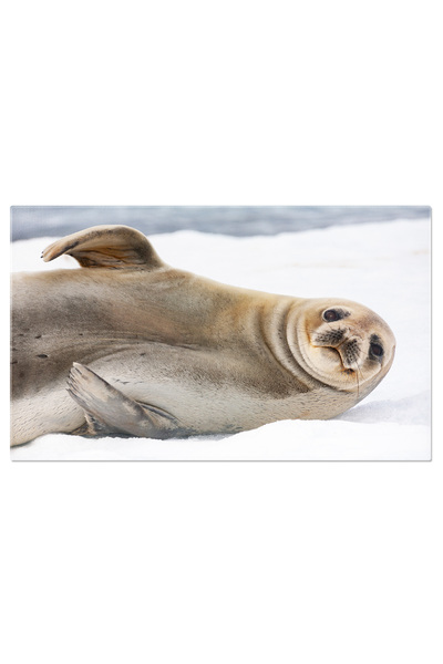 StoryGift Romania Tablou Canvas Peisaj Cu Foci De Blana Antarctice, Antarctic...