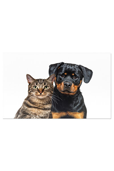 StoryGift Romania Tablou Canvas: Privire Profilata Asupra Unei Pisici Domestice