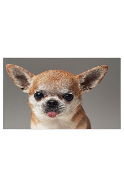 StoryGift Romania Tablou Canvas - Caine Mexican Chiwawa Cu Limba Scoasa - Simpatie Si Adorabilitate