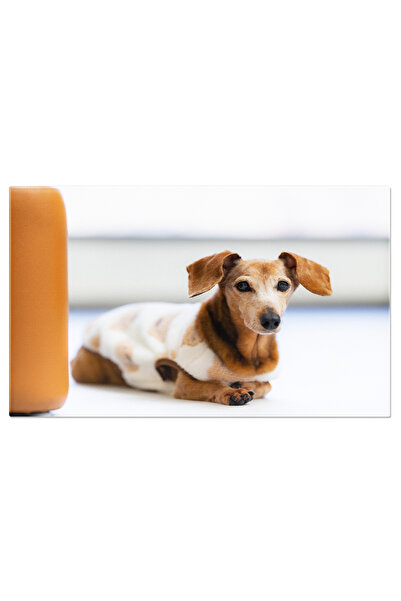 StoryGift Romania Tablou Canvas Caine Dachshund, Culcat Pe Podea Dachshund, C...