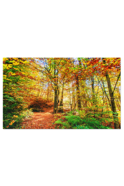 StoryGift Romania Tablou Canvas: Puterea Naturii - Copac, Ape, Viata, Padure