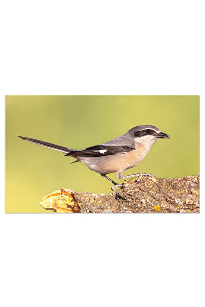 StoryGift Romania Tablou Canvas 70 X 50cm - Mierla Europeana In Close-up, Capturand Detaliile Frumoas,stg