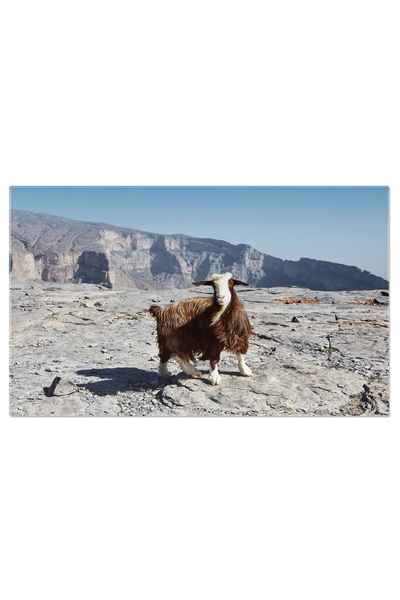 StoryGift Romania Tablou Canvas Capra Curioasa Uitandu-se La Aparat Oman, Mun...