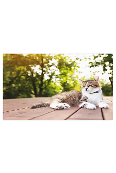 StoryGift Romania Tablou Canvas - Pui De Pisica Tricolor, Relaxare Pe Terasa,...