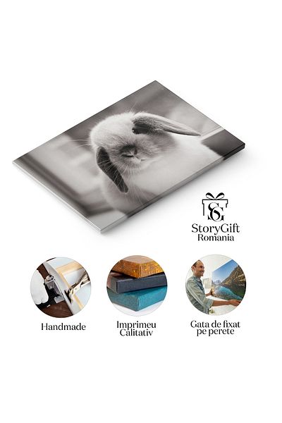 StoryGift Romania Tablou Canvas Iepuras Mini Lop Adorabil, Animal, Iepuras, Pufos, Natura 3041