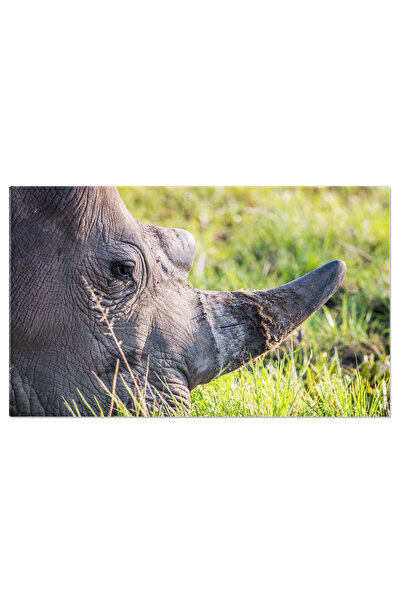 StoryGift Romania Tablou Canvas Rinocer Alb Pascand Africa, Rinocer, Salbatic...