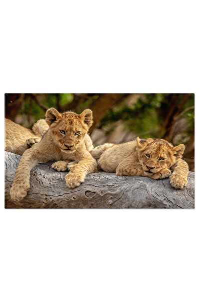 StoryGift Romania Tablou Canvas Pui De Leu Asezati Pe Un Trunchi Cazut, Animal, Feline, Safari, Natur 2786