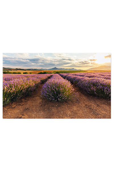 StoryGift Romania Tablou Canvas Camp De Lavanda La Apus, Lavanda, Flori, Peis...