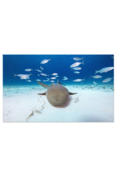 StoryGift Romania Tablou Canvas Pestii Deasupra Fundului Marii, Animal, Delfi...