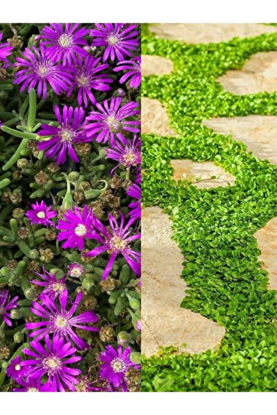 Gardenbox Zemin Örtücü Bitki Seti 10 Mezem(Acem Halısı) Viyolde + 4 Fare Kula...