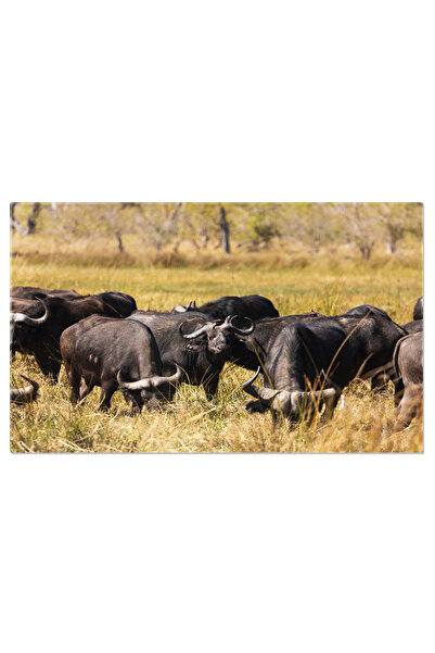 StoryGift Romania Tablou Canvas: Herd De Bivoli Pasunand In Peisajul Natural Al Botswanei, O Imagine A Vietii Sal