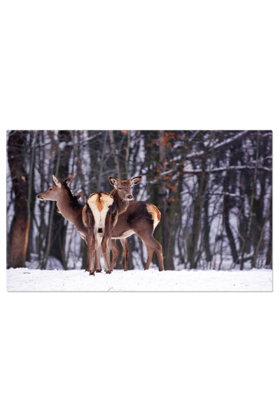 StoryGift Romania Tablou Canvas - Intalnire Cu Iarna: Cer Senin Si Padure Ina...