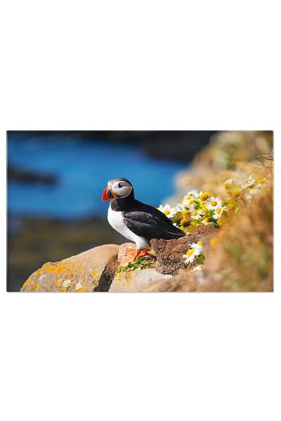 StoryGift Romania Canvas Painting 70 x 50CM Balance on the Rocks, crane, nature, Iceland, landscape, pasha, STG