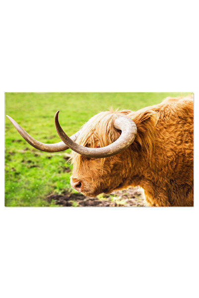 StoryGift Romania Tablou Canvas: Vaca De Munte Din Glencoe Pascand In Liniste...