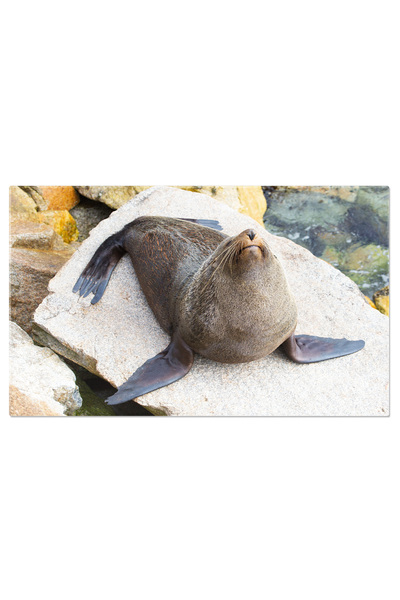 StoryGift Romania Tablou Canvas Foc In Narooma, Australia, Fauna Marina, Mami...