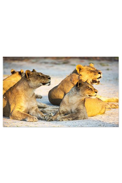 StoryGift Romania Tablou Canvas: Familie De Lei In Natura