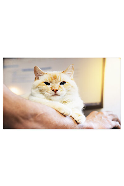 StoryGift Romania Tablou Canvas Pisica Frumoasa Rosie Si Alba, Somn, Adorabil...