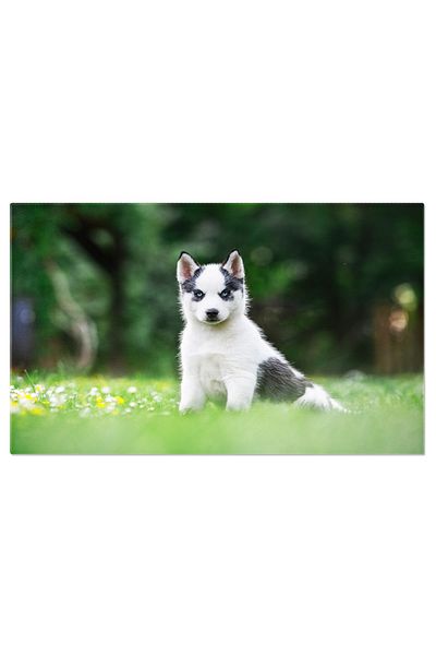 StoryGift Romania Tablou Canvas 90 X 60cm Caine Alb Mic, Rasa Husky Siberian, Animal De Companie, Hus,stg