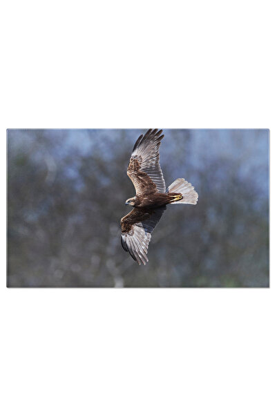 StoryGift Romania Tablou Canvas - Fauna Salbatica In Scandinavia: Vanturel De...