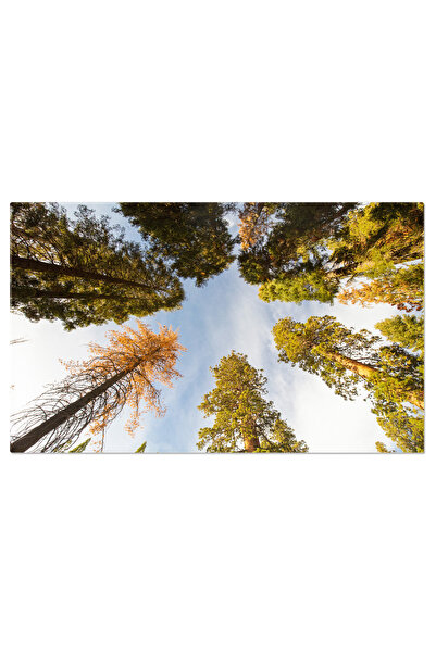 StoryGift Romania Tablou Canvas Parcul National Sequoia, Sua, Toamna, Frumos,...