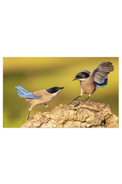 StoryGift Romania Tablou Canvas - Azure-winged Magpie In Competitie, Cu Pene ...