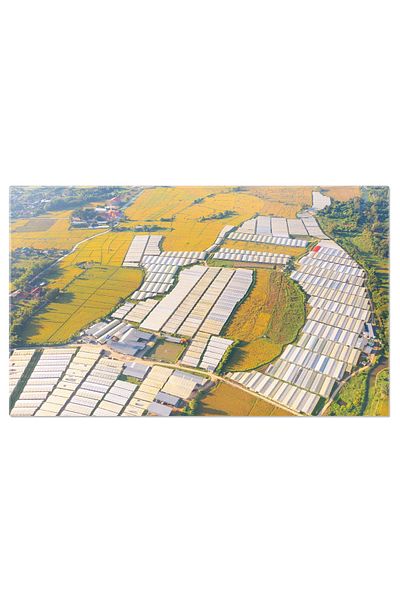 StoryGift Romania Tablou Canvas Armonie Agricola Rijea Verde In Lumina Soarelui, Bale, Rijea, Armonie Agricola, V