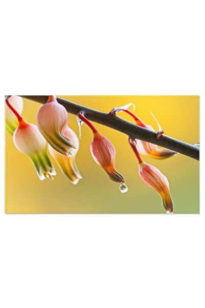 StoryGift Romania Tablou Canvas Picaturi De Roua Pe Flori Suculente, Roz O Imagine Plina De Prospetime Si Seninat