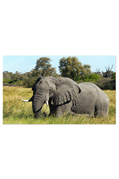 StoryGift Romania Tablou Canvas Elefant African Carandu-se Prin Arbori De Aca...