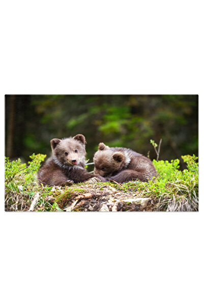 StoryGift Romania Tablou Canvas Cu Ursulet Urs Brun In Padure - Explorare Ins...