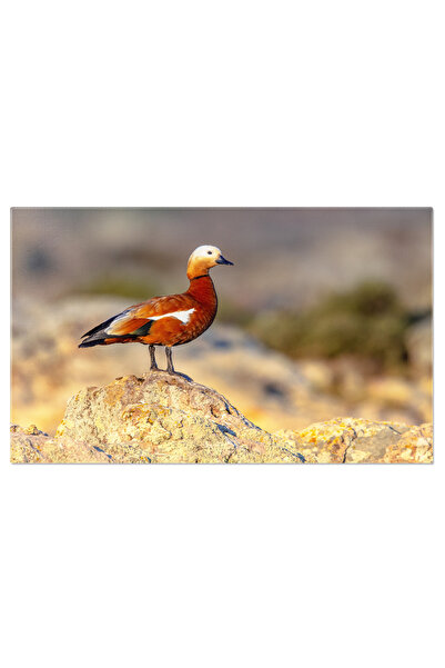 StoryGift Romania Tablou Canvas - Dimineata Misticoasa In Insulele Lofoten