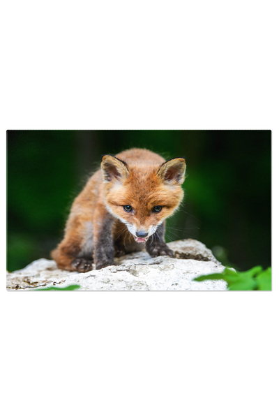 StoryGift Romania Tablou Canvas: Pui De Vulpe - Imagini Adorabile Din Padure