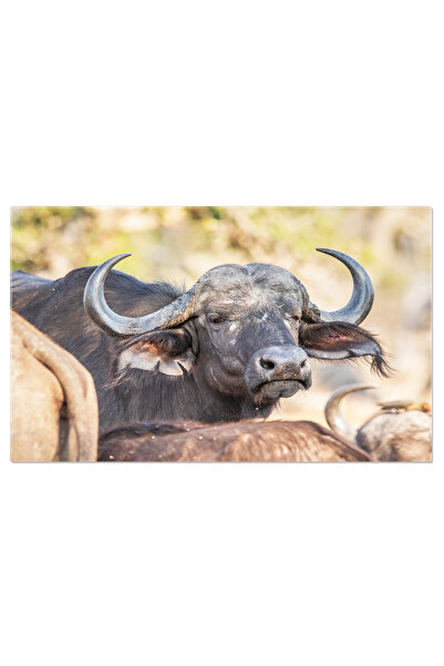 StoryGift Romania Tablou Canvas Beagle Culcat Pe Podea Caine, Beagle, Animal ...