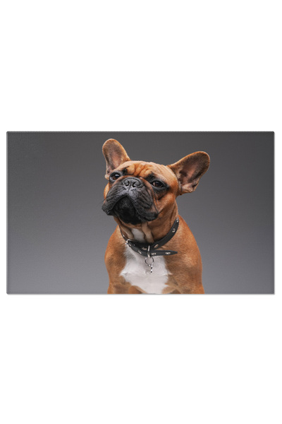 StoryGift Romania Tablou Canvas: Bulldog Francez - Adorabil Si Prietenos
