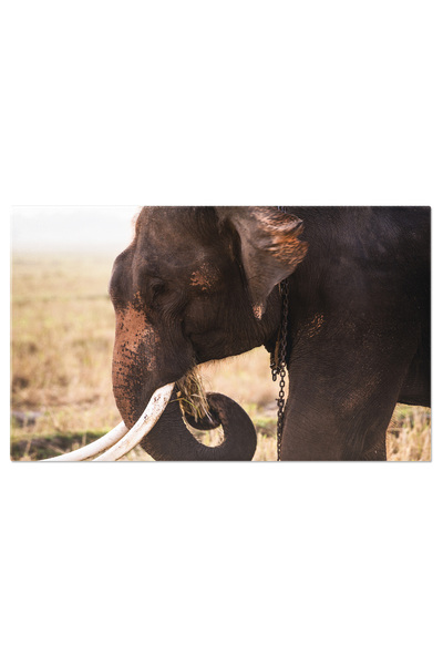 StoryGift Romania Tablou Canvas 120 X 80cm Elefant In Peisaj Montan La Rasari...