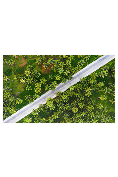 StoryGift Romania Tablou Canvas Padurea Tropicala De Cocos, Drona, Agricultur...