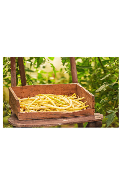 StoryGift Romania Tablou Canvas Fasole Galbena Proaspata Si Sanatoasa Crescand In Sera Imaginea Surprinde Prospet