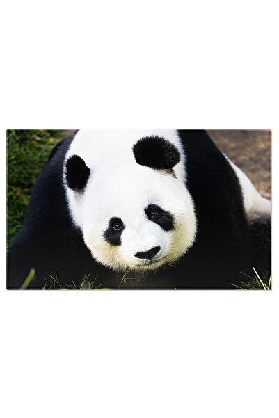 StoryGift Romania Tablou Canvas 40 X 25cm Panda Giganta In Australia, Ailurop...