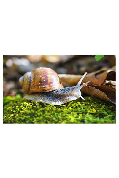 StoryGift Romania Tablou Canvas - Melc In Natura: Macro, Padure, Slime, Closeup