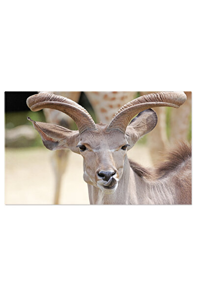 StoryGift Romania Tablou Canvas Cudul Mare (TRAGELAPHUS STREPSICEROS), O Anti...