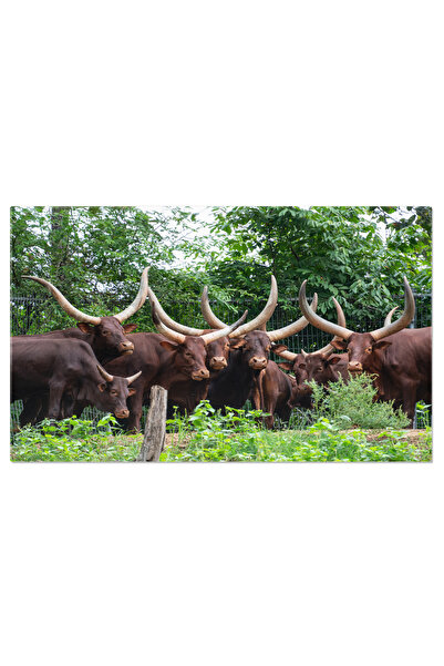 StoryGift Romania Tablou Canvas Caucazian De Ankolewatusi, O Raritate Printre Bovinele Cu Coarne Lungi Si Incovoi