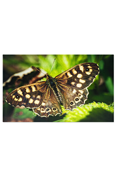 StoryGift Romania Tablou Canvas Fotografie Fluture Pe Frunza Natura, Fluture,...