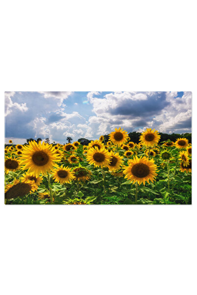 StoryGift Romania Tablou Canvas: Camp De Floarea-soarelui La Apus - Camp, Flo...