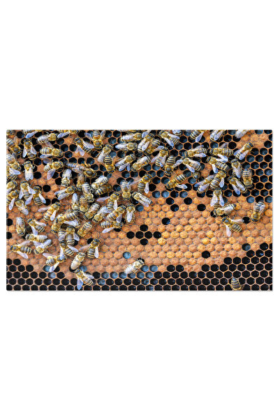 StoryGift Romania Tablou Canvas: Lumea Albinelor: Miere Si Fagure - Natura, A...