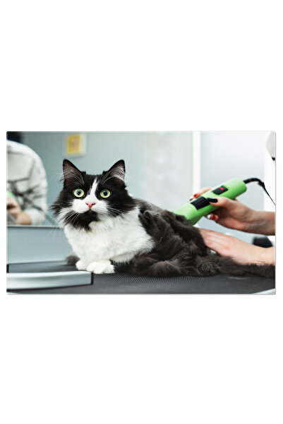 StoryGift Romania Tablou Canvas - Grooming Profesional Pentru Pisici - Fur, Salon, Hygiene, Beauty