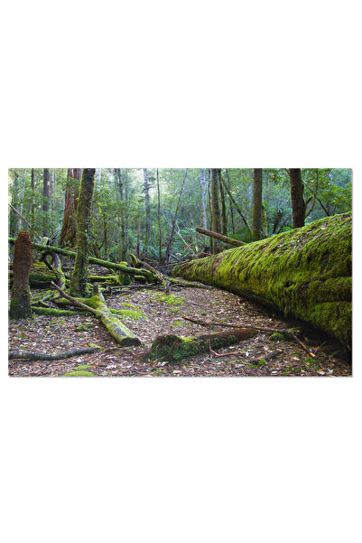 StoryGift Romania Tablou Canvas Parcul National Mt. Field La Rasarit, Peisaj ...