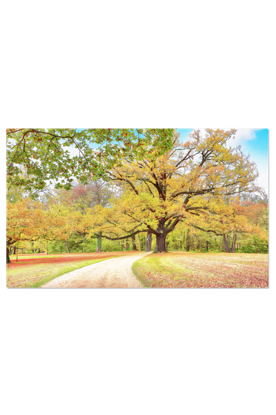 StoryGift Romania Tablou Canvas Privire De Toamna Uimitor Cu Vechi Stejari In...