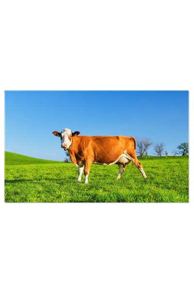 StoryGift Romania Tablou Canvas Vaca Intr-o Pasune Intr-o Zi Insorita, Animal...